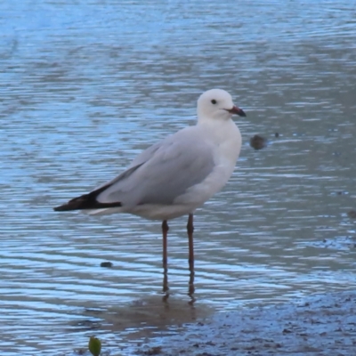 Chroicocephalus novaehollandiae (Silver Gull) at Cairns North, QLD - 29 Mar 2023 by MatthewFrawley