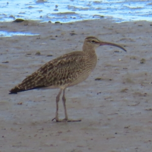 Numenius phaeopus at Cairns City, QLD - 29 Mar 2023