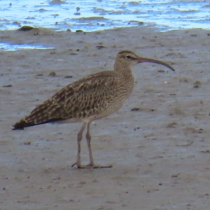 Numenius phaeopus (Whimbrel) at Cairns City, QLD by MatthewFrawley
