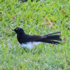 Rhipidura leucophrys (Willie Wagtail) at Cairns City, QLD - 29 Mar 2023 by MatthewFrawley