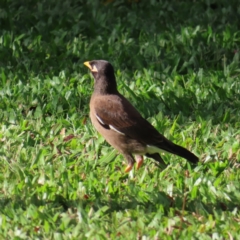 Acridotheres tristis (Common Myna) at Cairns City, QLD - 29 Mar 2023 by MatthewFrawley