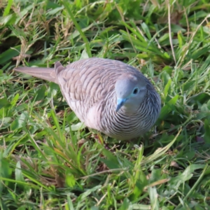 Geopelia placida at Cairns City, QLD - 29 Mar 2023