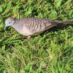 Geopelia placida at Cairns City, QLD - 29 Mar 2023