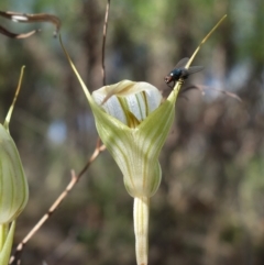 Diplodium reflexum (Dainty Greenhood) at Molonglo Valley, ACT - 29 Mar 2023 by RobG1