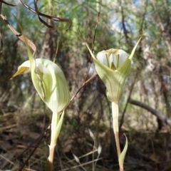 Diplodium reflexum at Molonglo Valley, ACT - 29 Mar 2023