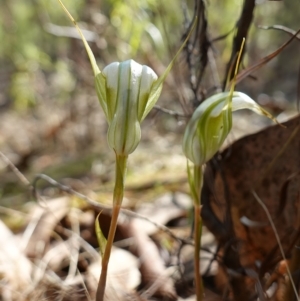 Diplodium reflexum at Molonglo Valley, ACT - 29 Mar 2023