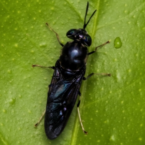 Hermetia illucens at Murrumbateman, NSW - 29 Mar 2023 04:35 PM