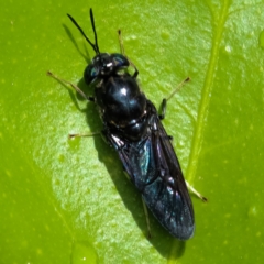 Hermetia illucens at Murrumbateman, NSW - 29 Mar 2023 04:35 PM