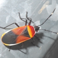 Dindymus versicolor (Harlequin Bug) at Stirling, ACT - 26 Mar 2023 by Harrisi