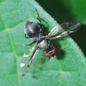 Pogonortalis doclea (Boatman fly) at Stirling, ACT by Harrisi