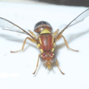 Bactrocera tryoni (Queensland fruit fly) at Stirling, ACT by Harrisi
