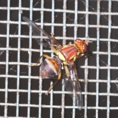 Bactrocera (Bactrocera) tryoni at Stirling, ACT - 29 Mar 2023 11:27 AM