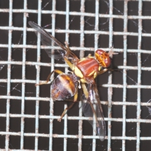 Bactrocera (Bactrocera) tryoni at Stirling, ACT - 29 Mar 2023