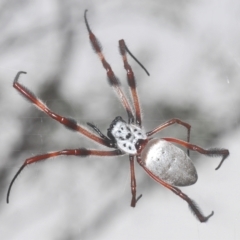 Trichonephila edulis (Golden orb weaver) at Piney Ridge - 27 Mar 2023 by Harrisi