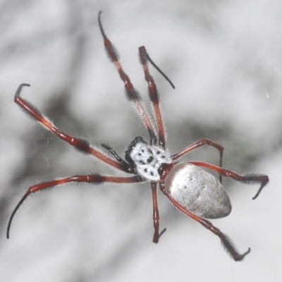 Trichonephila edulis (Golden orb weaver) at Piney Ridge - 27 Mar 2023 by Harrisi