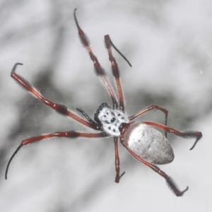 Trichonephila edulis (Golden orb weaver) at Stromlo, ACT by Harrisi