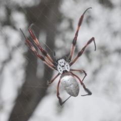 Trichonephila edulis at Stromlo, ACT - 27 Mar 2023