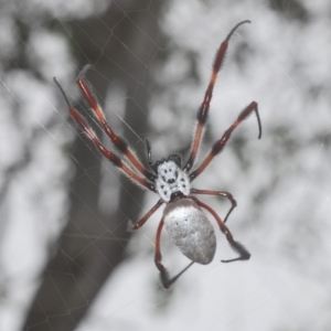 Trichonephila edulis at Stromlo, ACT - 27 Mar 2023