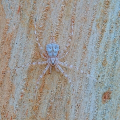 Tamopsis sp. (genus) (Two-tailed spider) at Higgins Woodland - 26 Mar 2023 by Trevor