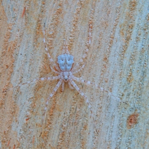 Tamopsis sp. (genus) (Two-tailed spider) at Higgins, ACT by Trevor