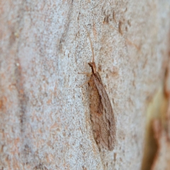 Oedosmylus tasmaniensis (Lacewing) at Higgins Woodland - 26 Mar 2023 by Trevor