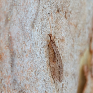 Unidentified Lacewing (Neuroptera) (TBC) at suppressed by Trevor