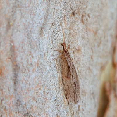 Oedosmylus tasmaniensis (Lacewing) at Higgins Woodland - 26 Mar 2023 by Trevor