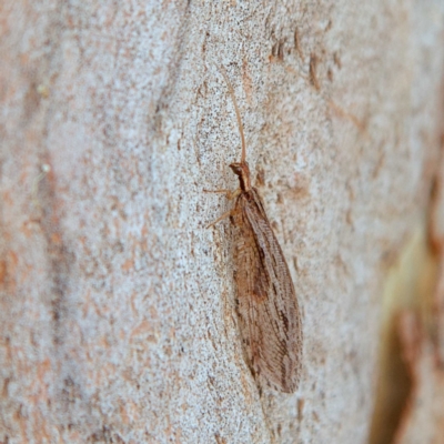 Oedosmylus tasmaniensis (Lacewing) at Higgins, ACT - 26 Mar 2023 by MichaelWenke