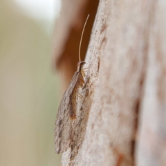 Oedosmylus tasmaniensis at Higgins, ACT - 26 Mar 2023 03:08 PM