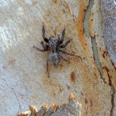 Servaea incana (Hoary Servaea) at Higgins, ACT - 26 Mar 2023 by Trevor