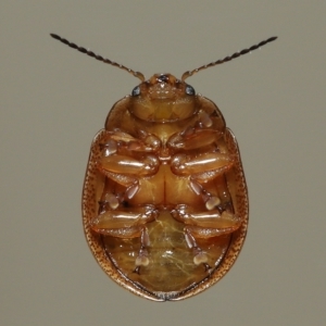 Paropsisterna semifumata at Wellington Point, QLD - suppressed