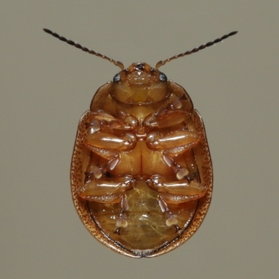 Paropsisterna semifumata (Marble Leaf Beetle) at Wellington Point, QLD - 29 Mar 2023 by TimL