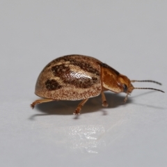 Paropsisterna semifumata at Wellington Point, QLD - 29 Mar 2023