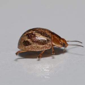 Paropsisterna semifumata at Wellington Point, QLD - 29 Mar 2023