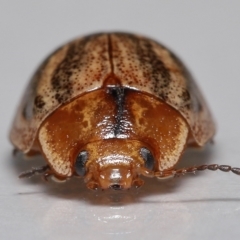 Paropsisterna semifumata at Wellington Point, QLD - 29 Mar 2023