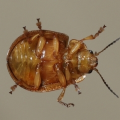 Paropsisterna semifumata at Wellington Point, QLD - 29 Mar 2023