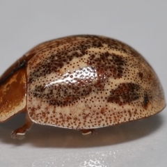 Paropsisterna semifumata at Wellington Point, QLD - 29 Mar 2023