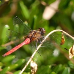 Orthetrum villosovittatum (Fiery Skimmer) at Braemar - 6 Mar 2023 by Curiosity