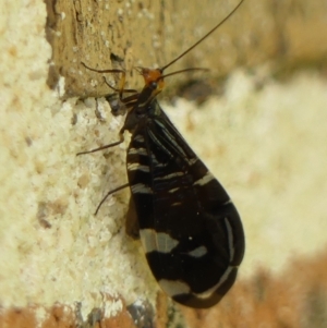 Porismus strigatus (Pied Lacewing) at Braemar, NSW by Curiosity