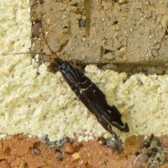 Porismus strigatus at Braemar, NSW - 15 Mar 2023