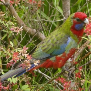 Platycercus elegans at Braemar, NSW - 25 Mar 2023 09:29 AM