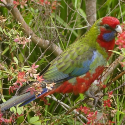 Platycercus elegans (Crimson Rosella) at Wingecarribee Local Government Area - 25 Mar 2023 by Curiosity