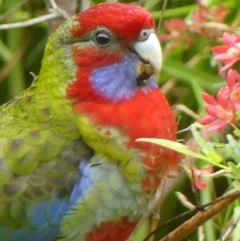 Platycercus elegans at Braemar, NSW - 25 Mar 2023