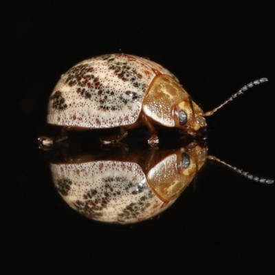 Paropsisterna semifumata (Marble Leaf Beetle) at Wellington Point, QLD - 29 Mar 2023 by TimL