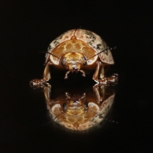 Paropsisterna semifumata at Wellington Point, QLD - 29 Mar 2023