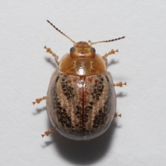 Paropsisterna semifumata at Wellington Point, QLD - 29 Mar 2023