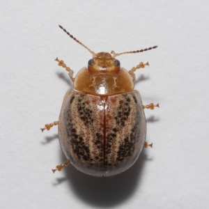 Paropsisterna semifumata at Wellington Point, QLD - 29 Mar 2023