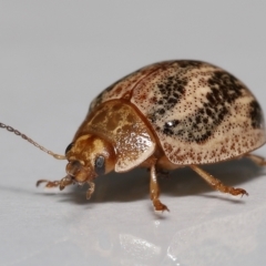 Paropsisterna semifumata at Wellington Point, QLD - suppressed