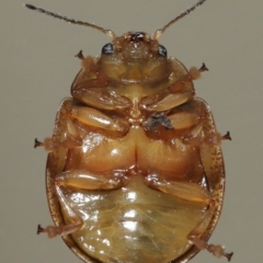 Paropsisterna semifumata at Wellington Point, QLD - suppressed