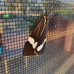 Nyctemera amicus (Senecio Moth, Magpie Moth, Cineraria Moth) at Gundaroo, NSW - 30 Mar 2023 by Gunyijan